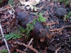Ciboria rufofusca
