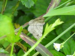 Frederickia nigricomma