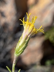 Pegolettia retrofracta