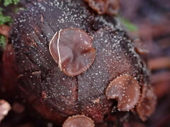 Ciboria rufofusca