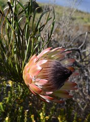 Protea pudens
