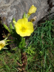 Oenothera biennis