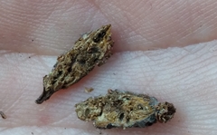 Andricus torreyaensis