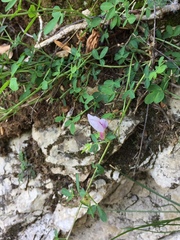 Chamaecytisus purpureus
