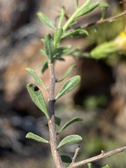 Pegolettia retrofracta