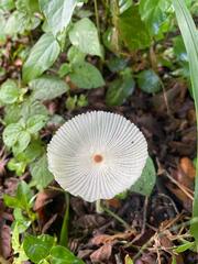 Leucocoprinus fragilissimus