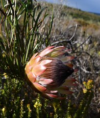 Protea pudens