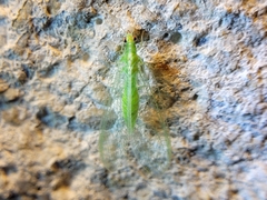 Chrysoperla rufilabris