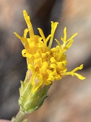 Pegolettia retrofracta