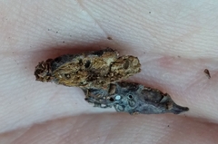 Andricus torreyaensis