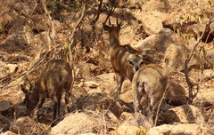 Oreotragus oreotragus transvaalensis