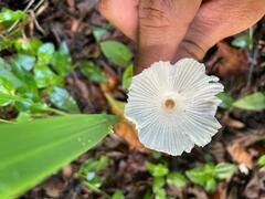 Leucocoprinus fragilissimus