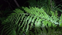 Microlepia strigosa