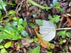 Leucocoprinus fragilissimus