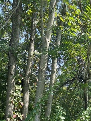 Juglans nigra