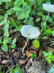 Leucocoprinus fragilissimus