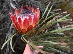 Protea pudens