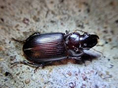 Harpalus caliginosus