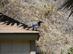 Aphelocoma insularis