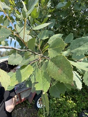 Populus grandidentata