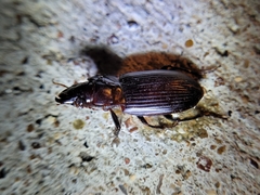 Harpalus caliginosus