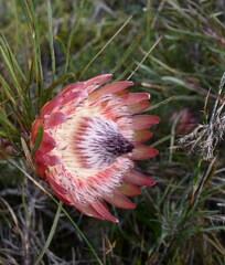 Protea pudens