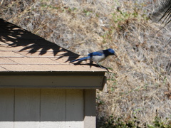 Aphelocoma insularis