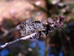 Pseudocyphellaria citrina