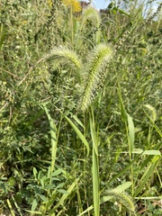 Setaria