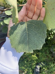 Populus grandidentata