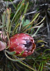Protea pudens