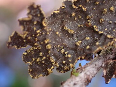 Pseudocyphellaria citrina