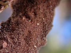 Pseudocyphellaria citrina