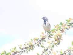Amphispiza bilineata