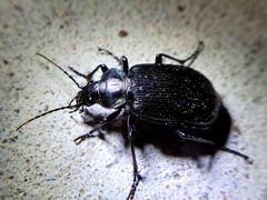 Calosoma sayi