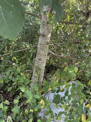 Populus grandidentata