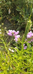 Physostegia virginiana