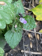 Ballota nigra