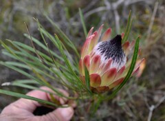 Protea pudens