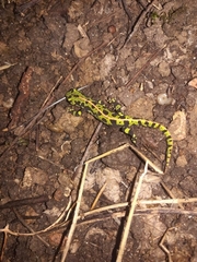 Triturus marmoratus
