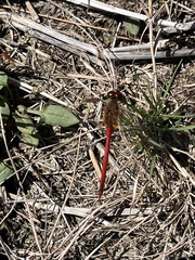 Sympetrum vicinum