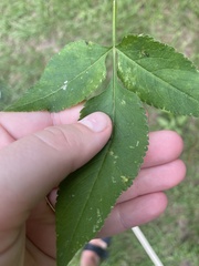 Lyssomanes viridis