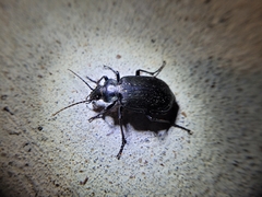 Calosoma sayi