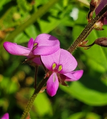 Desmodium glabellum