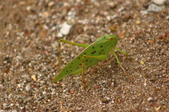 Orthoptera