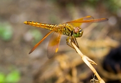 Brachythemis contaminata