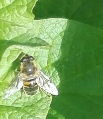 Eristalis