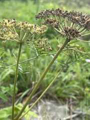 Angelica lucida