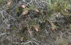 Protea pudens