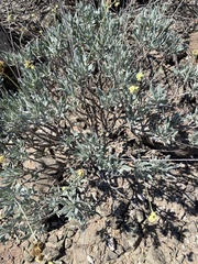 Parthenium argentatum